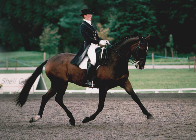 Wily Imp ridden by Sally Newcomb